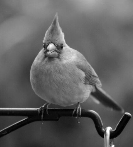 Bird populations shift in winter months